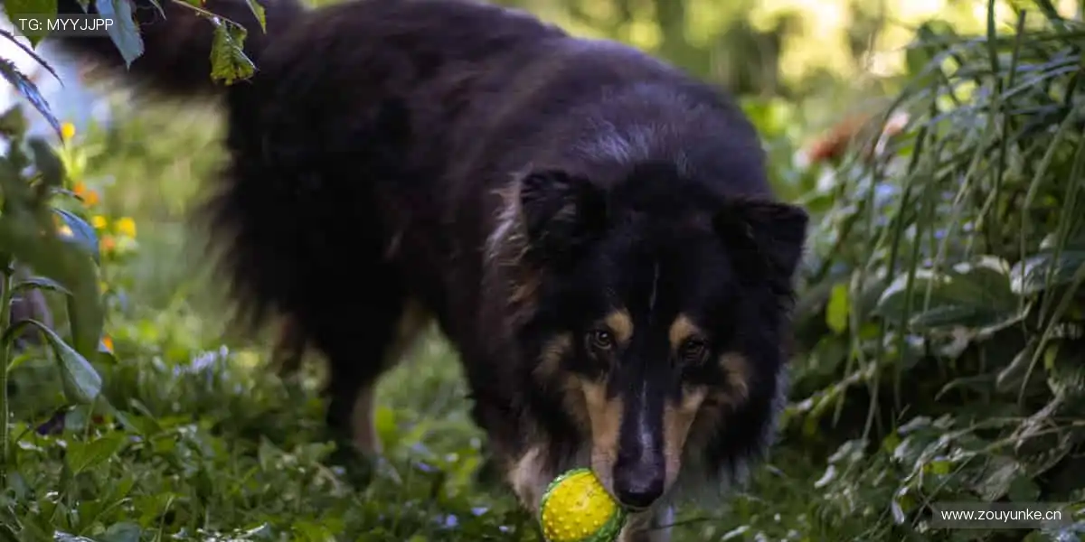 🛒球迷专属，热血助威！🎯球星同款，点燃你的热爱！